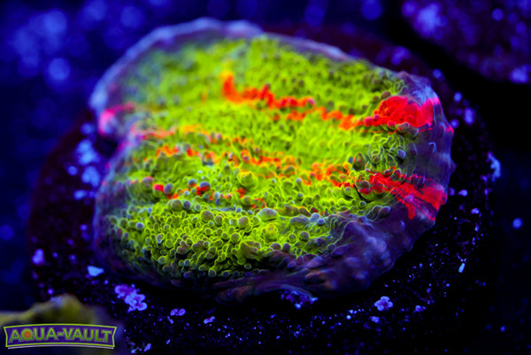 ARC Ludicrous Chalice