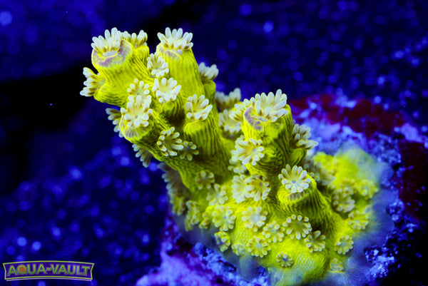 AV99 Orange Crush Acro