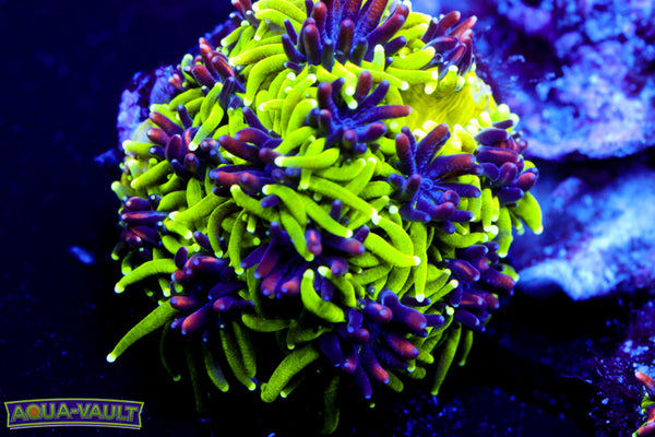 Sonic the Hedgehog Galaxea