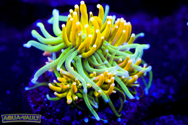 Lime n' Shine Galaxea