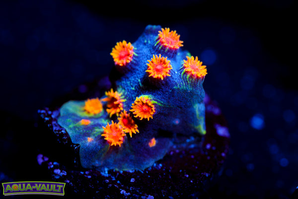 WWC Bizarro Cyphastrea