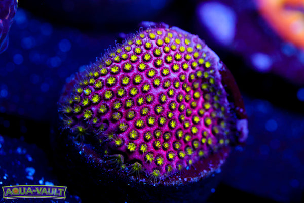 Electric Daisy Stylocoeniella