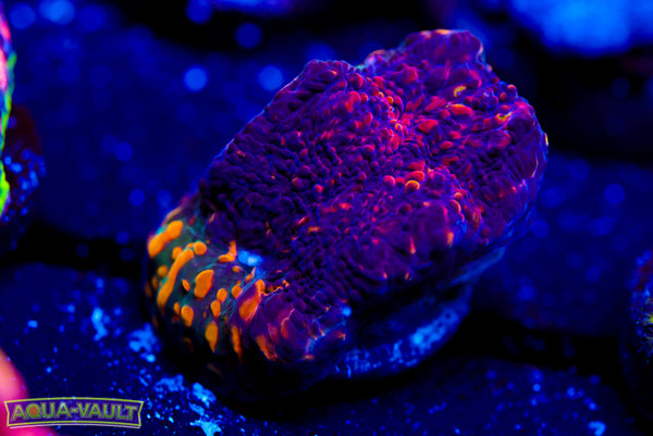 Cloudberry Chalice