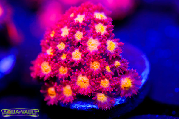Combustion Micro Goni