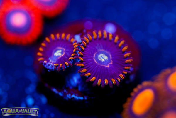Blue Hornet Zoa