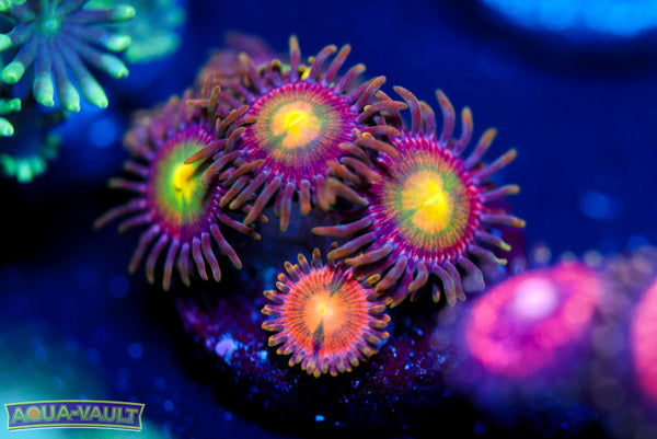 Laser Lemon Zoa
