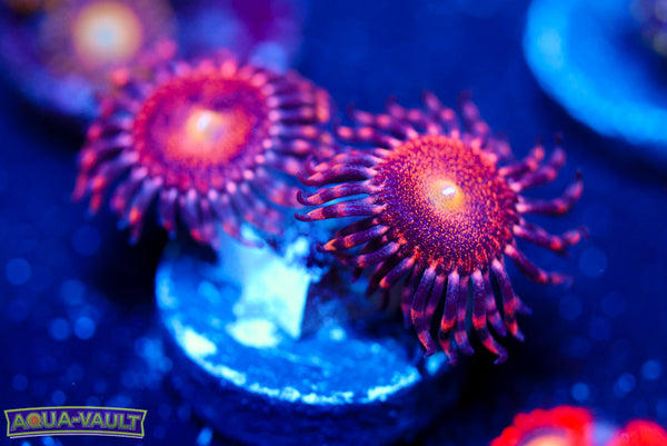Mohican Zoa