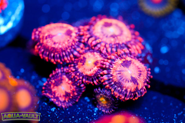 JF Crybaby Zoa
