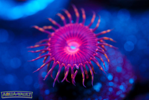 SBB Aphrodite Zoa
