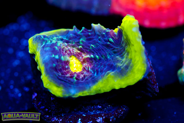 CV Purple Monster Chalice