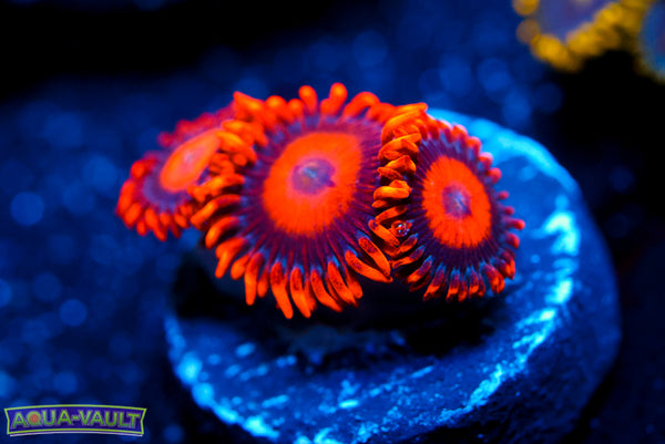 Orange Oxide Zoa