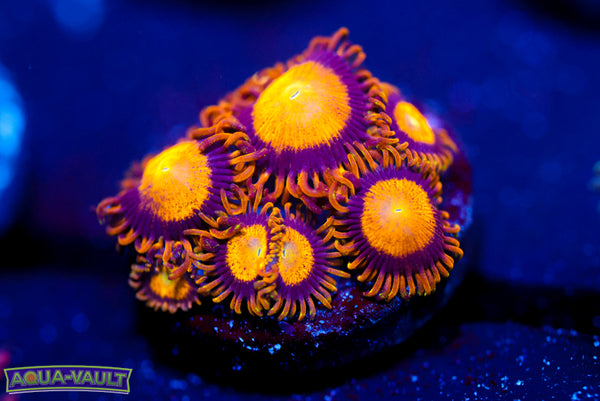 King Midas Zoa