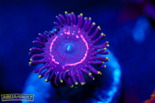 WWC Taser Zoa