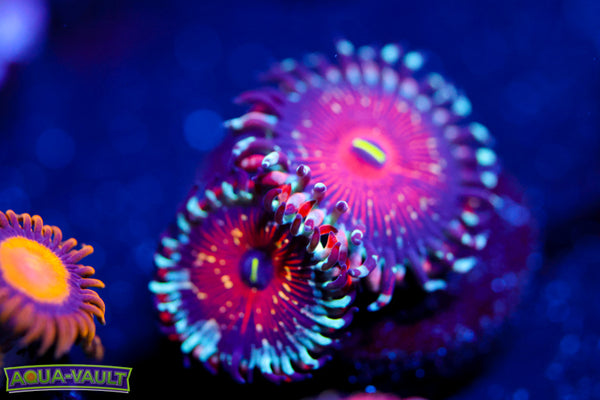 White Zombie Zoa