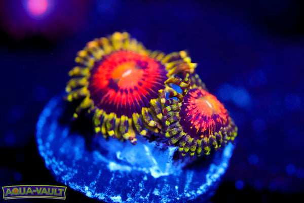 Rainbow Incinerator Zoa