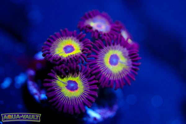Bob Marley Zoa