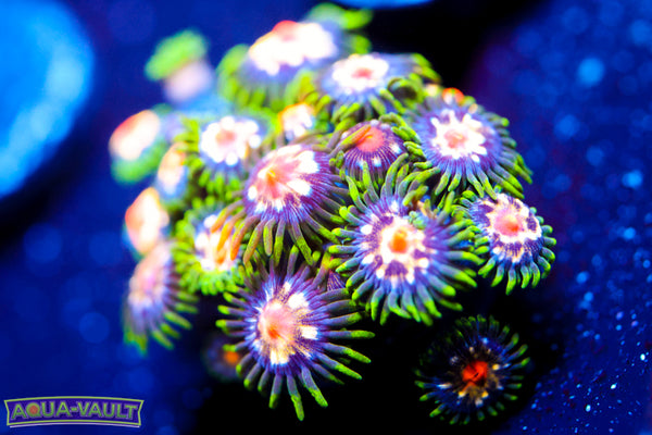 JF Stargazer Zoa