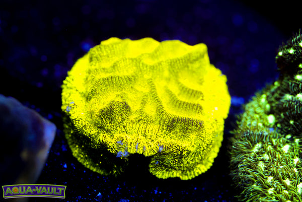 Yellow Lepto