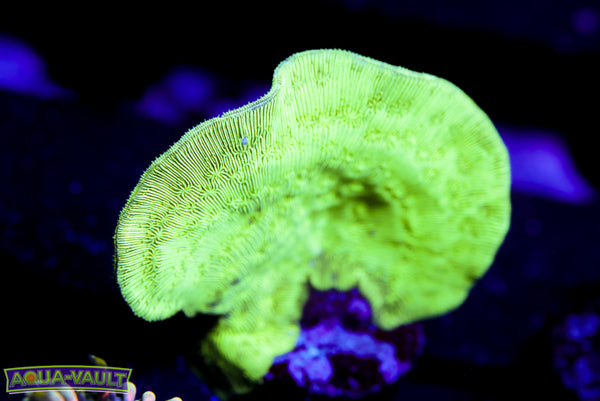 ORA Mint Chip Pavona