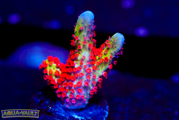 Forest Fire Digitata