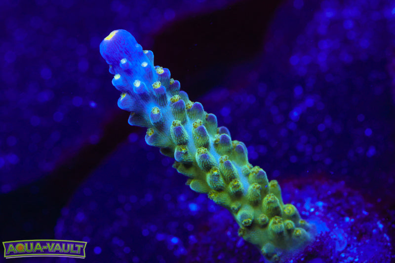 Tricolor Valida Acro – Aqua-Vault
