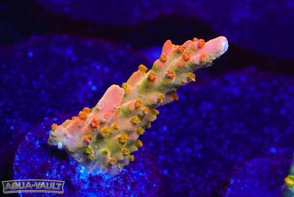 TGC Orange Creamcicle Acro