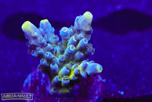 Nick's Purple Passion Acro