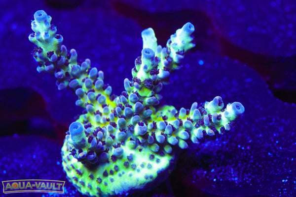 ORA Pearlberry Acro