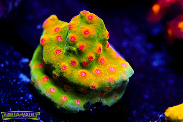 CV Dip n' Dots Cyphastrea