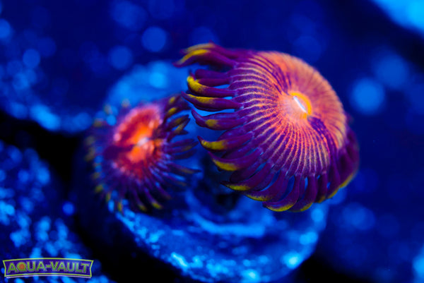 Nirvana Zoa