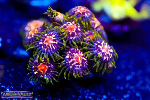 JF Stargazer Zoa