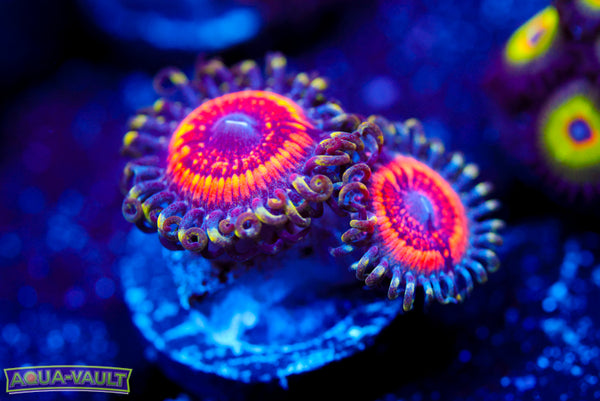 Armor of God Zoa
