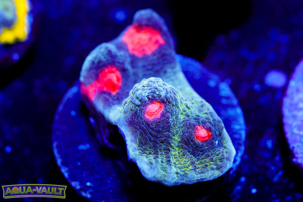Volcanic Vent Chalice
