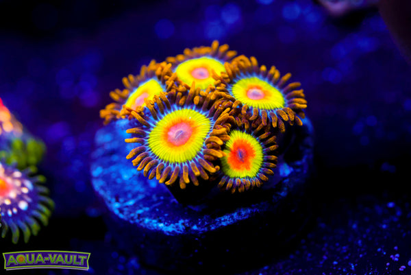 Rainbow Rasta Zoa
