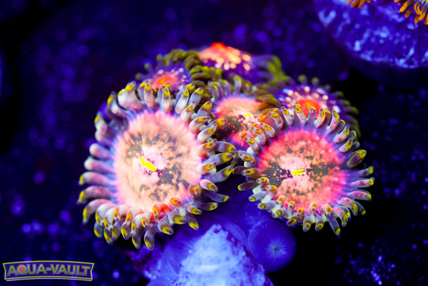Cosmic Hawaiian Zoa