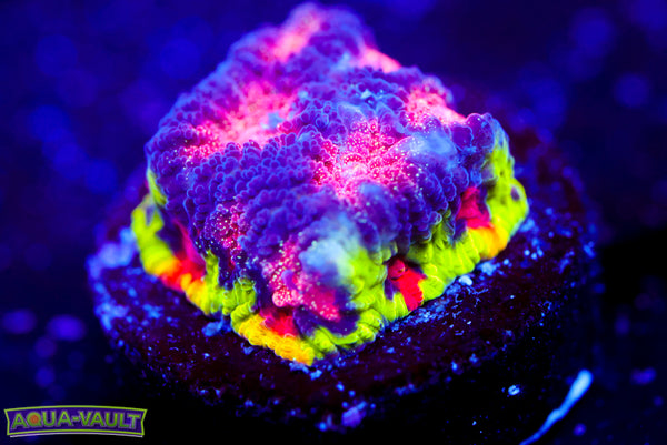 CV Rainbow Venom Favia