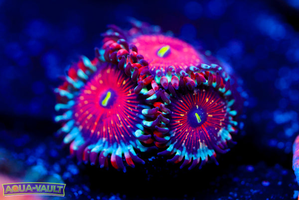 Salted Agave Zoa