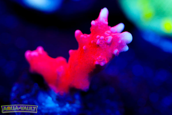 JF TNT Anacropora