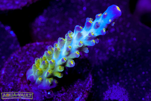 Tricolor Valida Acro
