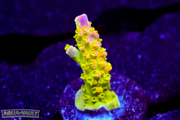 RR Rainbow Loom Acro
