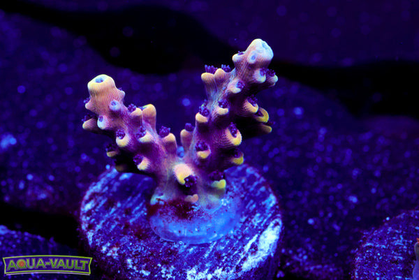 RRC Pink Cadillac Acro