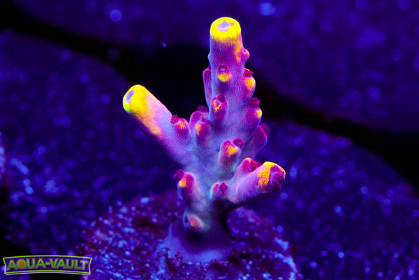 JF Foxflame Acro