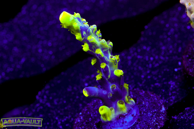 UW Spliced Fox Flame Acro – Aqua-Vault
