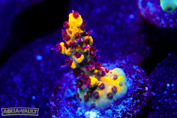 RMF Tiger's Blood Acro