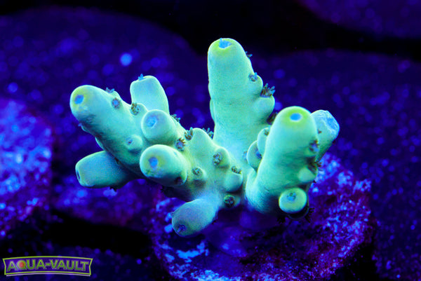 Raising Reef Blue Thunder Acro