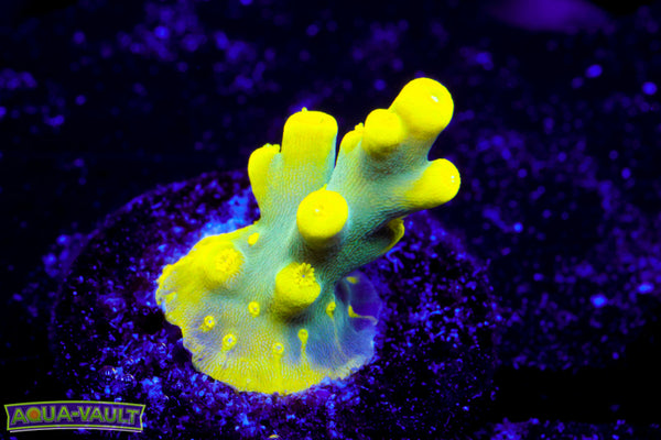 WWC Yoda Acro