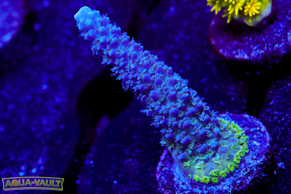 UW Blue Slimer Acro