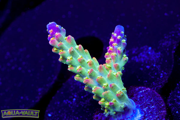 JF Shocktart Acro
