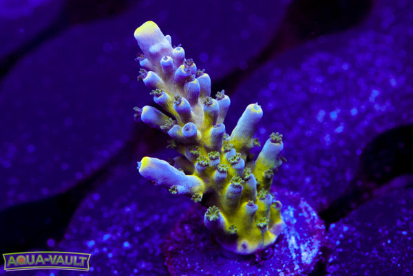 Nick's Purple Passion Acro