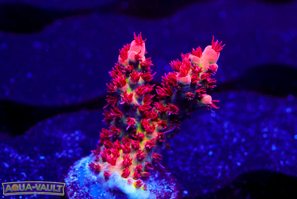 CB Maleficent Acro